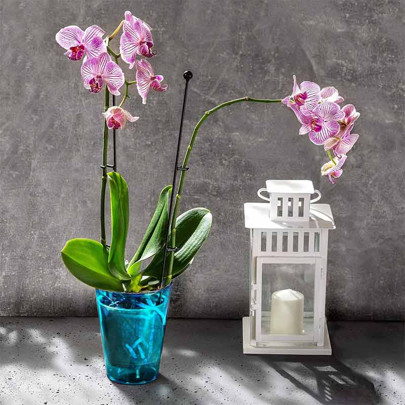 Саксия за орхидея STERK – Прозрачна синя саксия за цветя - Image 3